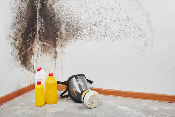 Mold Testing and Removal in Denison, IA